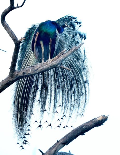 RT @prernao2: Peacock #monsoonbirds #indiaves #ThePhotoHour #TwitterNatureCommunity https://t.co/ghBFAaN0SL
