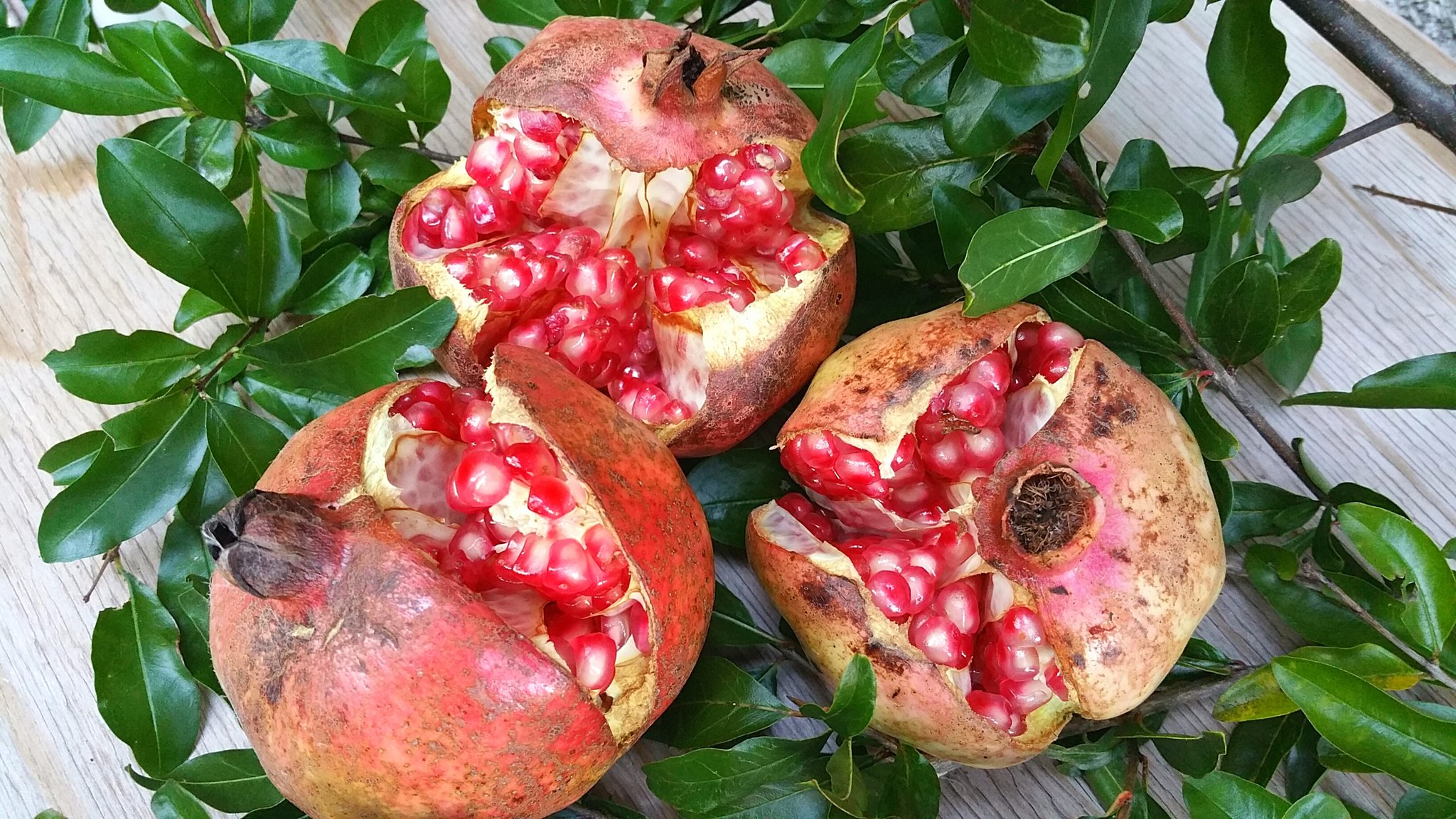 ザクロの実 Twitter Search Twitter