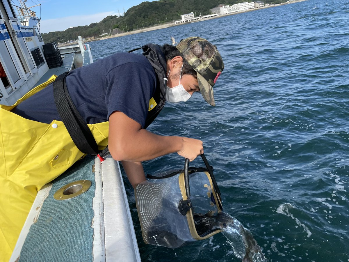 稚魚放流 稚魚放流