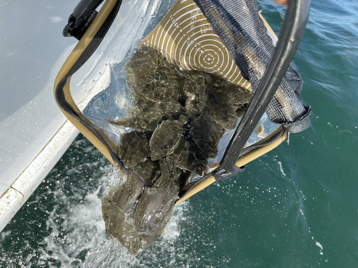 稚魚放流 稚魚放流