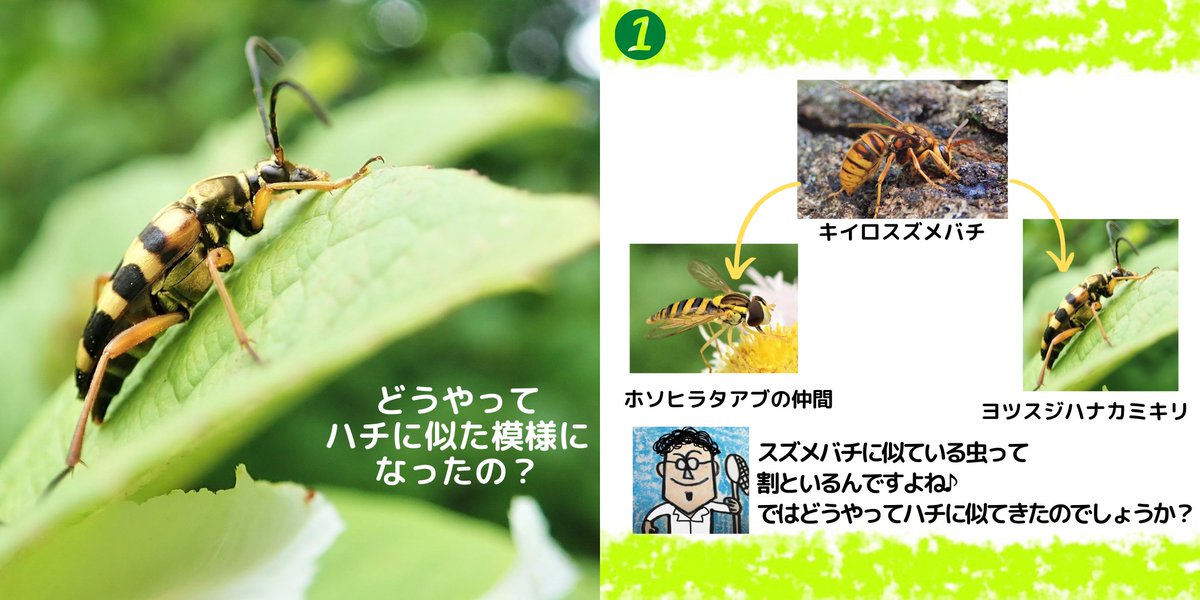 insectchobihige's tweet photo. 試行錯誤の末、ツイッターでもインスタのように紙芝居っぽく虫情報を投稿できました！

【どうやってハチに似た模様になったの？】
#カミキリムシ　#ヨツスジハナカミキリ　#昆虫観察 https://t.co/S1F8SZg3tq