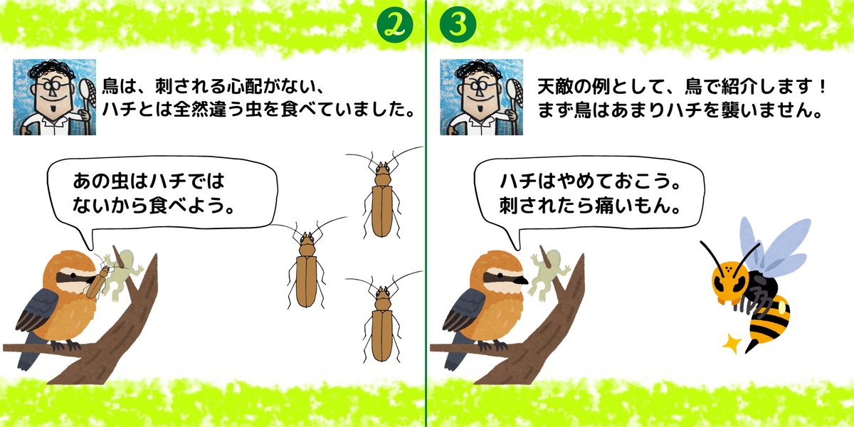 insectchobihige's tweet photo. 試行錯誤の末、ツイッターでもインスタのように紙芝居っぽく虫情報を投稿できました！

【どうやってハチに似た模様になったの？】
#カミキリムシ　#ヨツスジハナカミキリ　#昆虫観察 https://t.co/S1F8SZg3tq