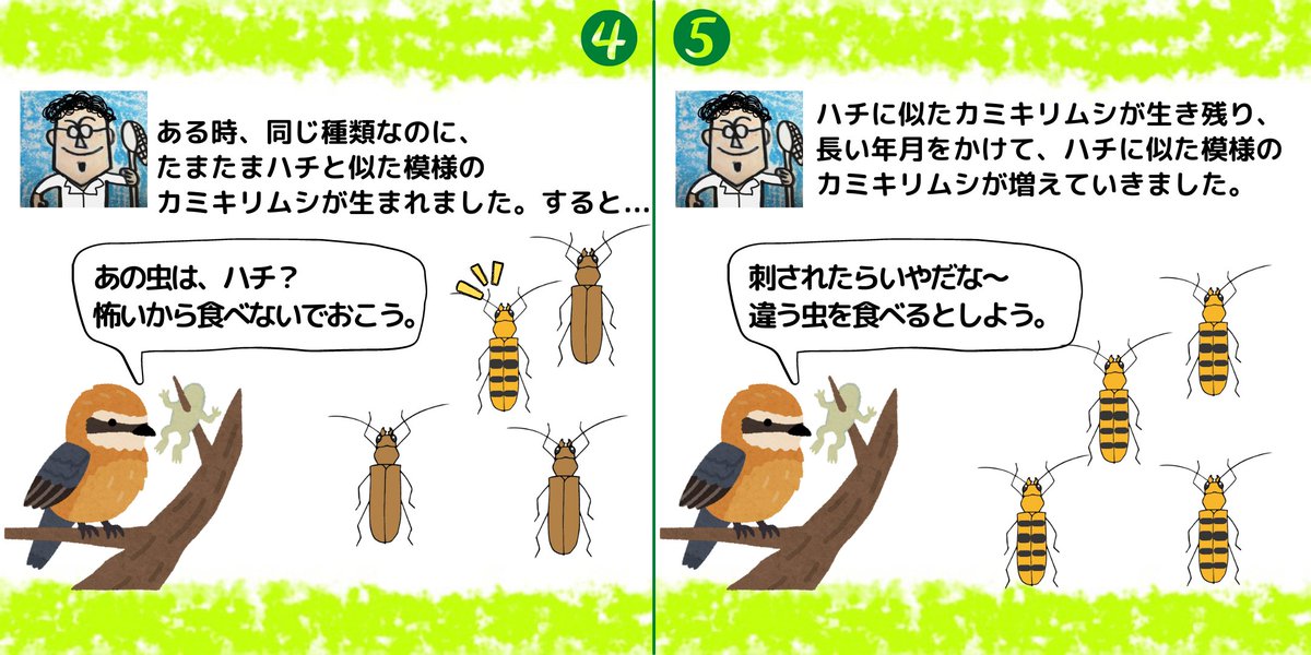 insectchobihige's tweet photo. 試行錯誤の末、ツイッターでもインスタのように紙芝居っぽく虫情報を投稿できました！

【どうやってハチに似た模様になったの？】
#カミキリムシ　#ヨツスジハナカミキリ　#昆虫観察 https://t.co/S1F8SZg3tq
