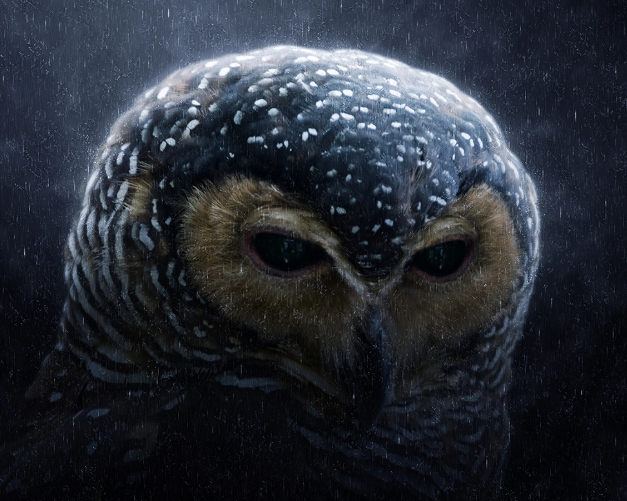 ayudaralplanet1's tweet image. Restore Critical Habitat to the #SpottedOwls. Close to 3.4 million acres of protected habitat were stripped from #NorthernSpottedOwls in 2021. With more than 70% of their habitat already gone, these #birds... The Rainforest Site, a GreaterGood project✍️ therainforestsite.greatergood.com/clicktogive/tr…