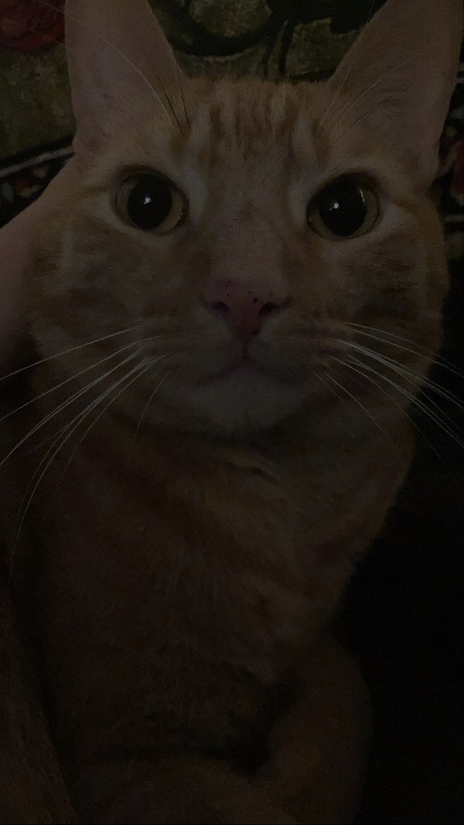 3catfriends's tweet photo. Hanson says hi👁👁! #catsoftwitter #orangecats #gingercats #adoptdontshop #catsofny https://t.co/zNdFvlcsgG