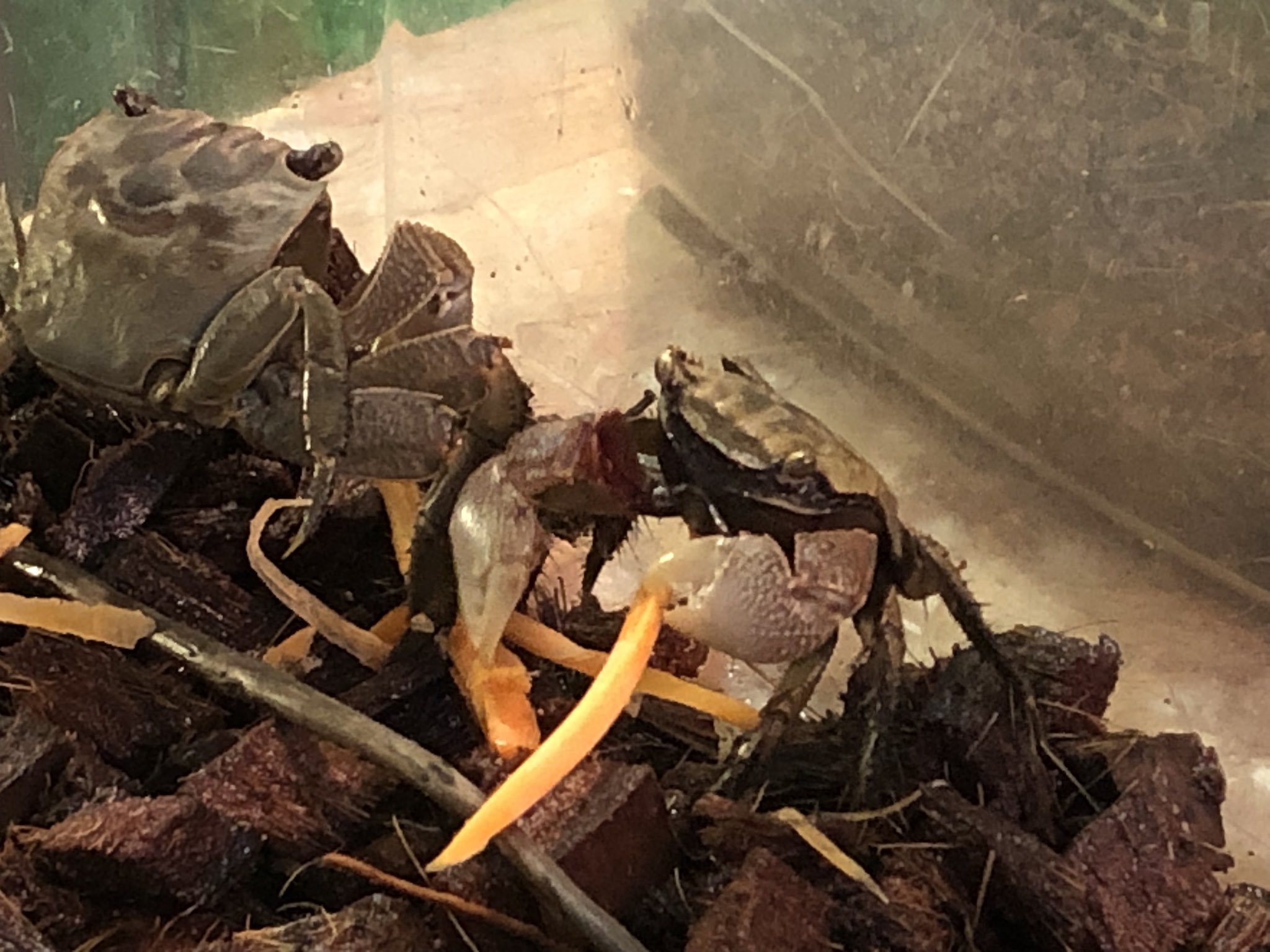 爬虫類ショップdear ディア クロベンケイガニも多数いますよ 飼育しやすい種類なので カニ飼育デビュー種としても最適だと思います クロベンケイガニ カニ 大阪 T Co P9ifm3y6fw Twitter
