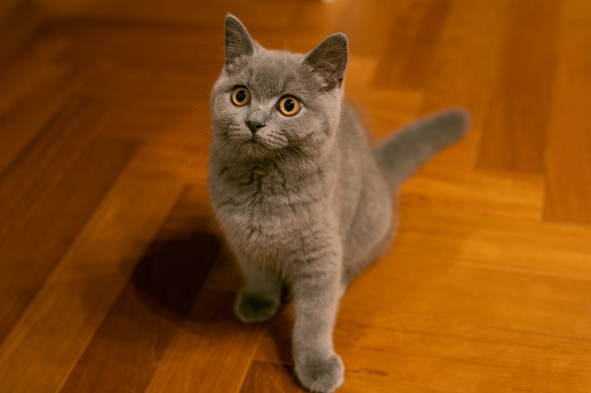 ご飯を待つネコ