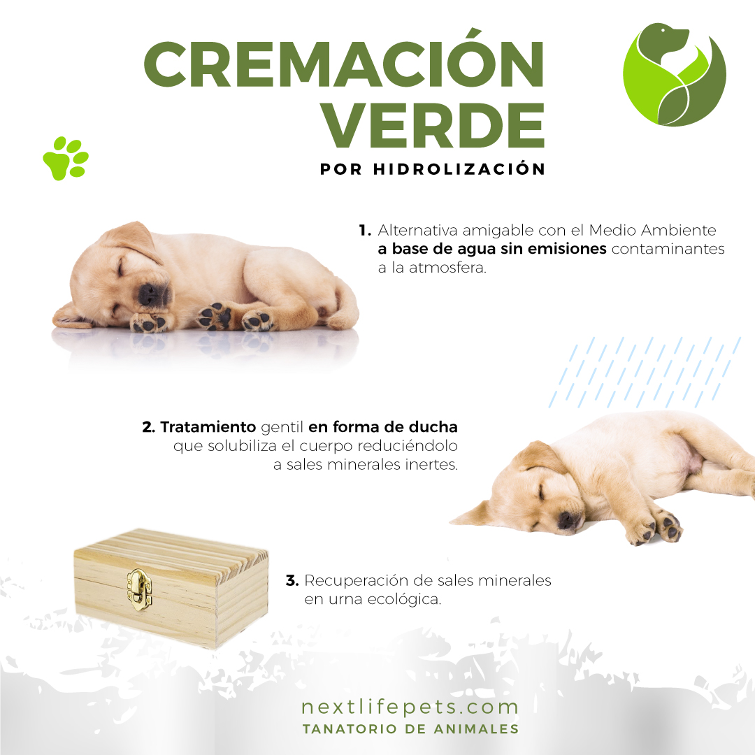 NextLifePets's tweet photo. https://t.co/tDjX1DVHmr
·
Nuestro proceso de cremación verde por hidrolización no genera gases de efecto invernadero... Respetamos el ciclo de la vida, respetamos a lo que más queremos.
·
🌐 https://t.co/tDjX1DVHmr
·
#Mascotas #TanatoriodeMascotas    #VeterinariosMurcia https://t.co/FFWulc9b3e