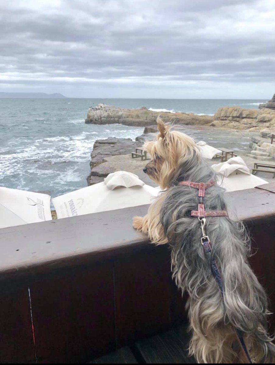 LynnNagel1's tweet image. @@5FM @SamsungMobileSA #A52sBattery #5FM #ConnectLikeaG Wow!!!! I will never ever have to worry about a flat battery.Can just always be connected,on the move and be able to take pictures with my little Yorkie.
Definitely like a G 🔥🔥🔥