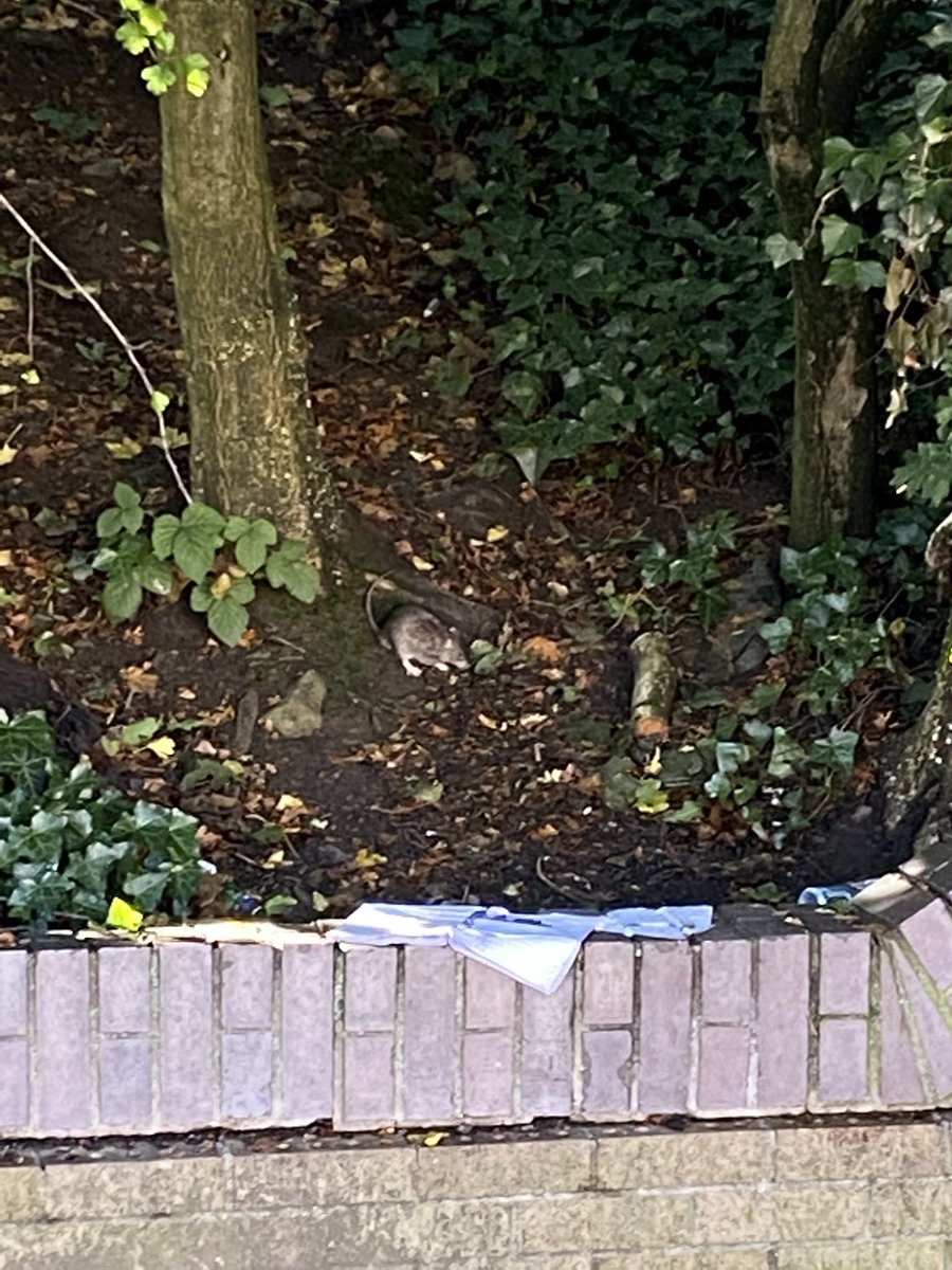 GeoffBroad78's tweet image. @cardiffcouncil any chance you can send someone to clear the rubbish/fly tipping by the Royal Oak @Cardiffbus stop please. It looks a state and is attracting four legged friends #quickquerycardiff