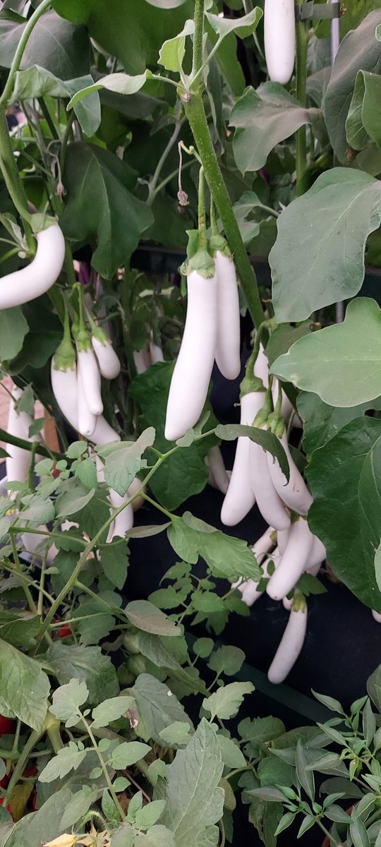 Aubergine 'White Knight' still looking great <a href="/The_RHS/">The RHS</a> Chelsea Flower Show today #pennardplants #burpeeseeds