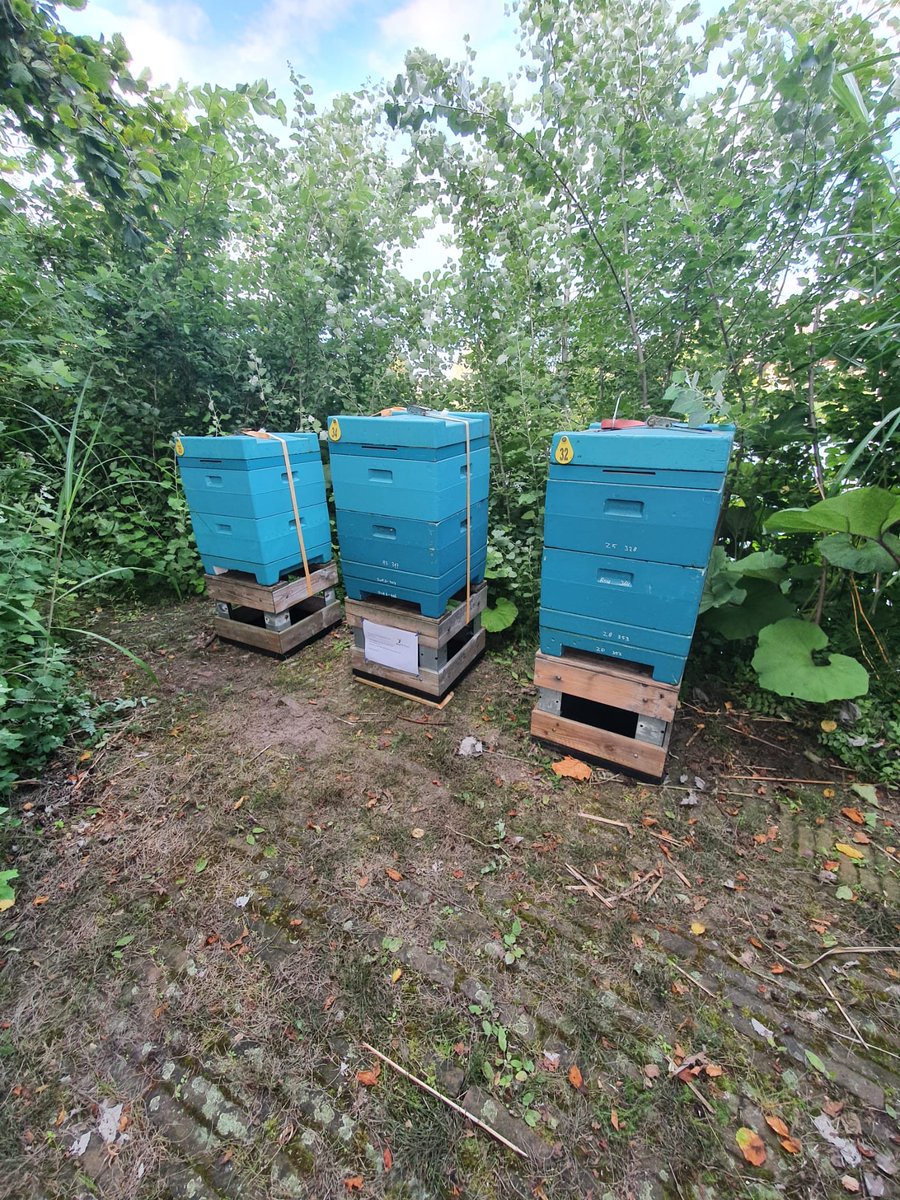 serious_bee's tweet photo. Our #bees ⁦@ONSgebouwsdam⁩ https://t.co/9cCXFyZVcW