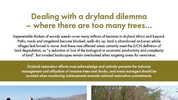 Tropenbos's tweet photo. Dryland restoration efforts must acknowledge and actively promote the inclusive management and utilization of invasive trees and shrubs. Read brief:
English ⬇️ https://t.co/TbTFMjRBij
French ⬇️ https://t.co/fC2TevRVJ9
@restoreforward @WorldResources @PENHANetwork @GreenWallAfrica https://t.co/IbZkeEVK0D