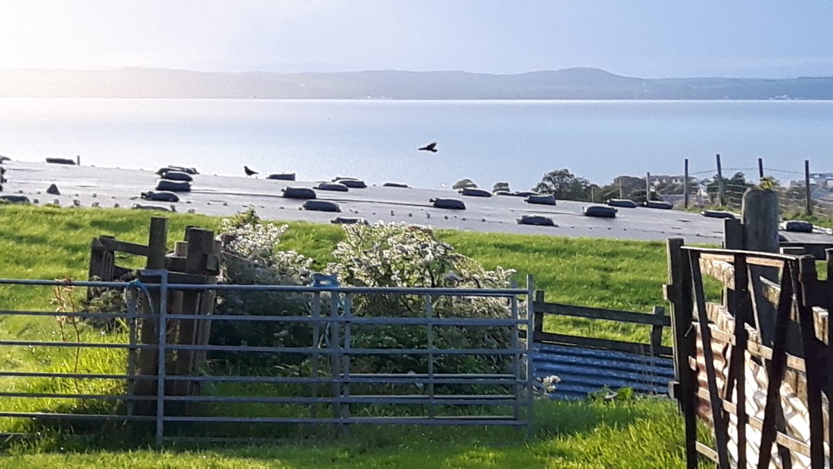 LavandaMia tweet media