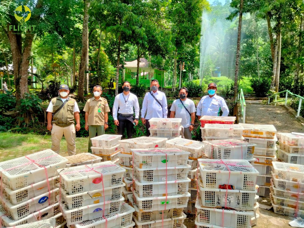 Releasing of 4,527 Seized Birds in Wan Abdul Rahman Forest Park

Earlier on September 27th, SKW III Lampung Bakauheni Nature Conservation Agency &amp; Lampung Polices with an assist from FLIGHT Protecting Indonesia’s Birds successfully foiled a smuggling attempt of 4,527 wild birds.