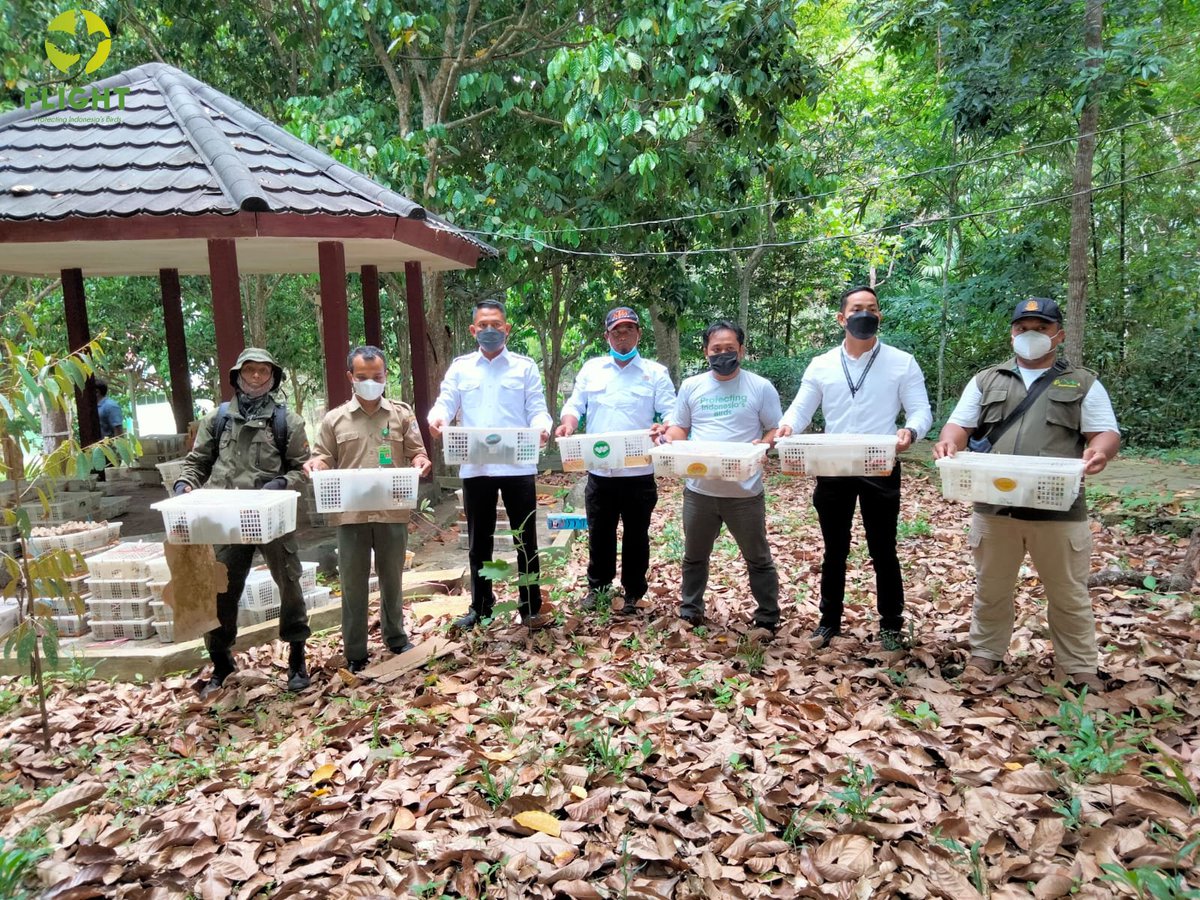 FLIGHT: Protecting Indonesia's Birds tweet media