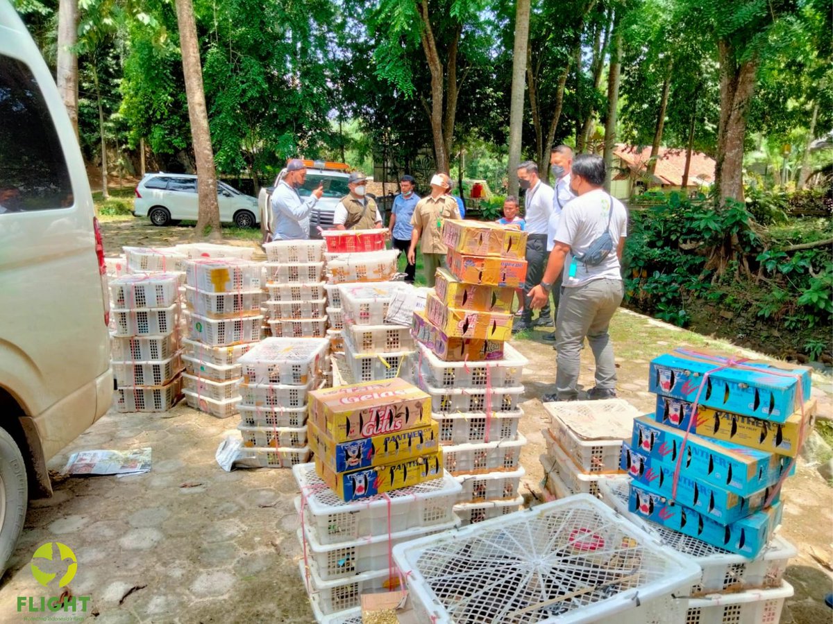 FLIGHT: Protecting Indonesia's Birds tweet media