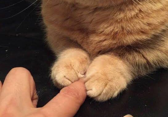 ดีจุง แมวให้จับมือ