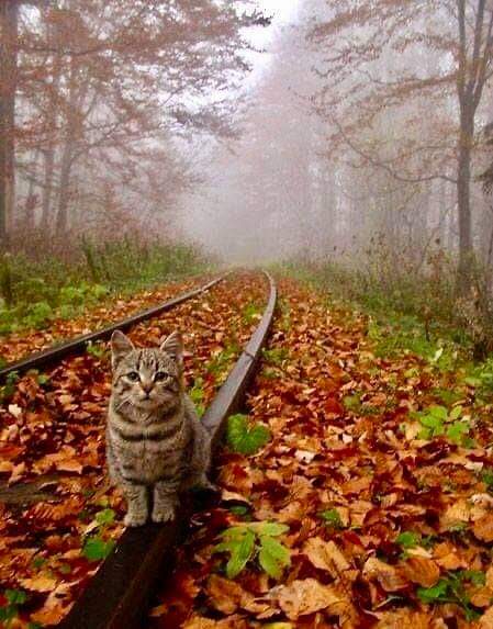 MonicaDrie's tweet image. 🍁🐈🍂