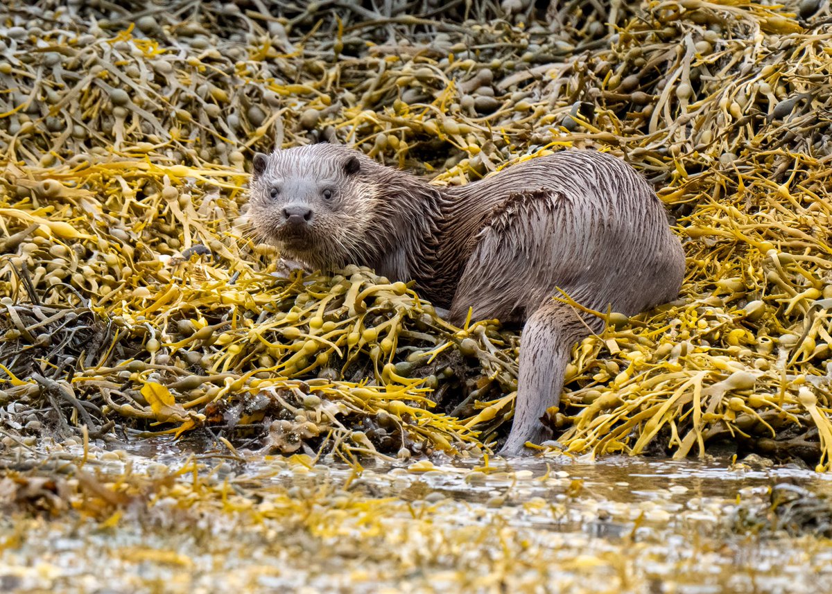 It’s tricky steering a small boat in the Atlantic whilst photographing, but it’s great for that low perspective when shooting close to the surface of the water. #TwitterNatureCommunity @OuterHebs @OuterHebs #otter #wildlife #wildlifephotography @WildlifeMag @RSPBScotland #cute