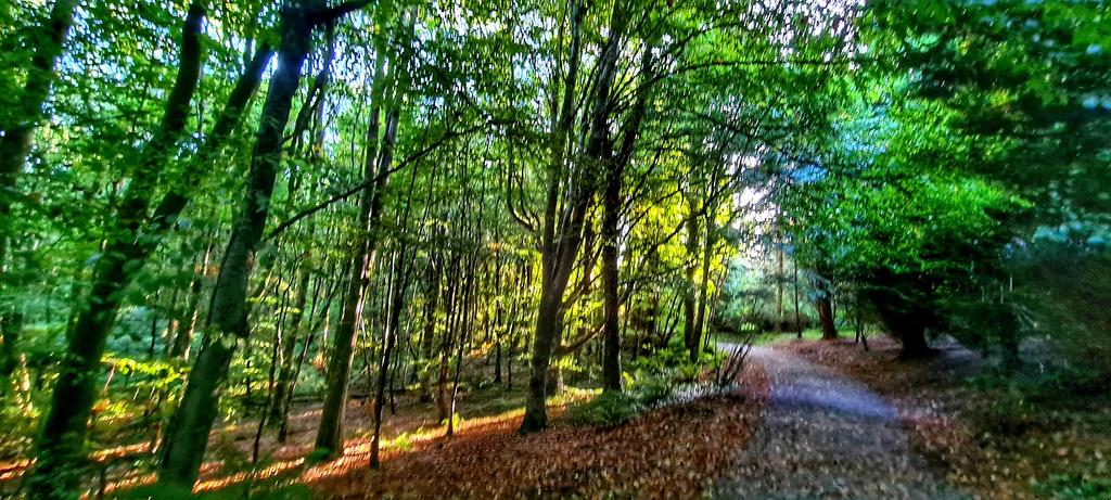 JamesCarlislef1's tweet photo. A glorious morning for a walk in the woods #DunaRi @bbcniweather @angie_weather @WeatherCee @barrabest @linzilima @cherylwoods33 @TanyaDa00922232 https://t.co/cLopBz3YLs