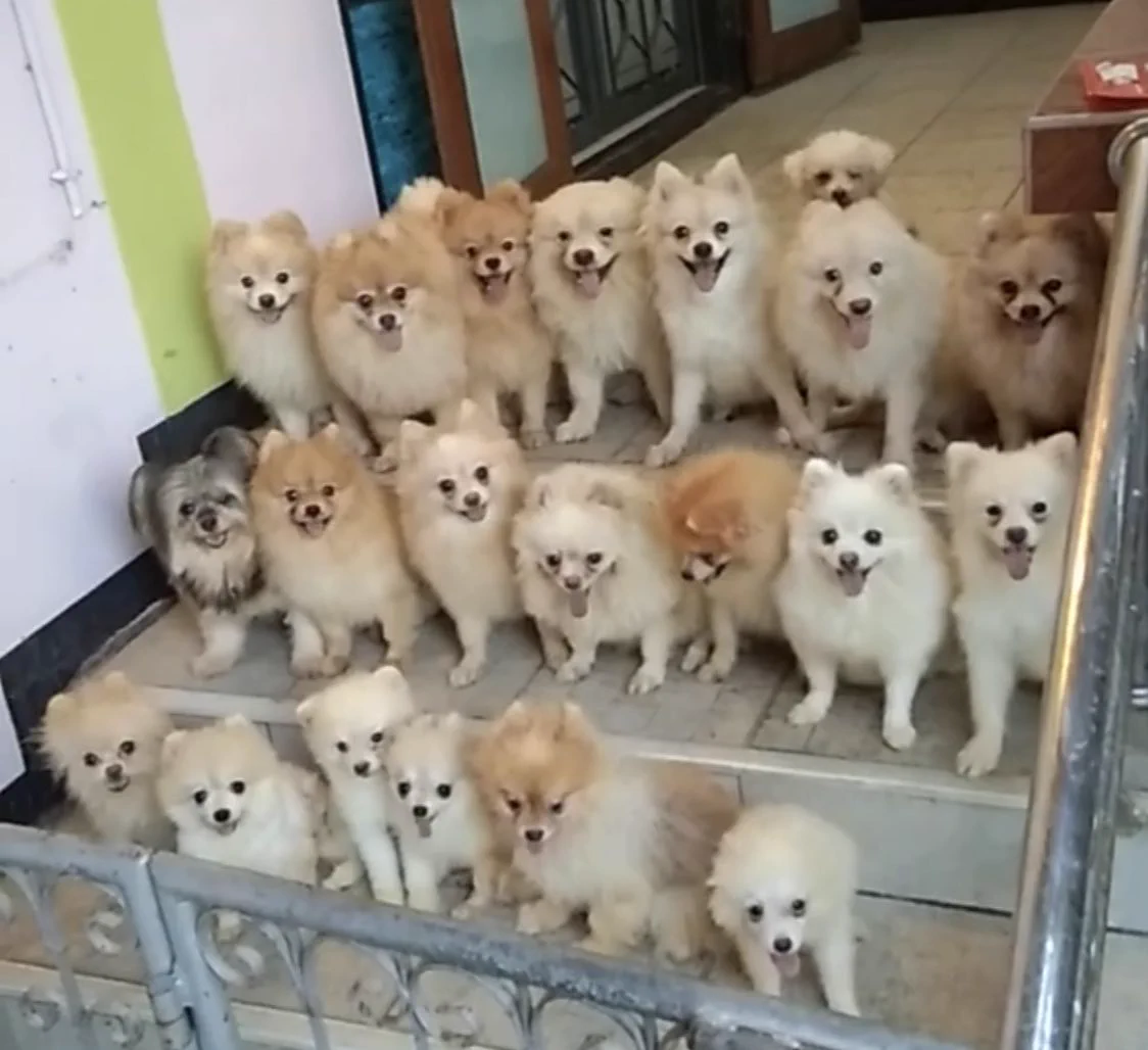 可愛すぎる内閣が誕生？ポメラニアン内閣組閣！