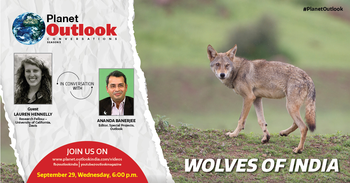 Outlookindia's tweet photo. Join us for a conversation “Wolves of India” with, @laurenhennelly1, Research Fellow - @ucdavis with Outlook’s Special Project Editor, @protectwildlife, today at, 6 pm
Visit – https://t.co/R5xwdIAh3i
Follow us on @planet_outlook
#indianwolves #wolf #Asianwolves https://t.co/CxC8x5dk66