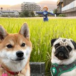 アニメを再現している？金色の野に降り立ったナウシカのかかし!