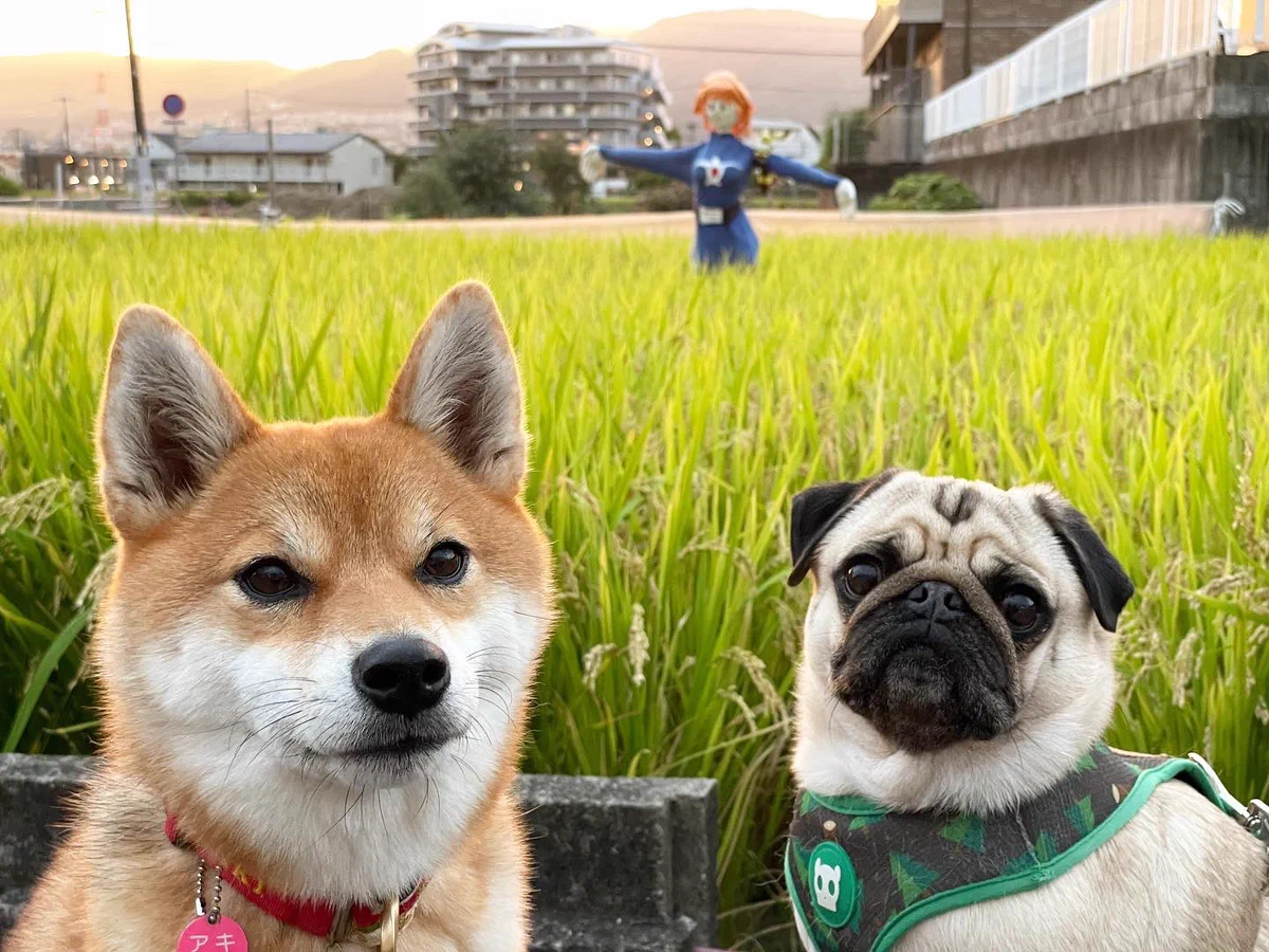 アニメを再現している？金色の野に降り立ったナウシカのかかしwww