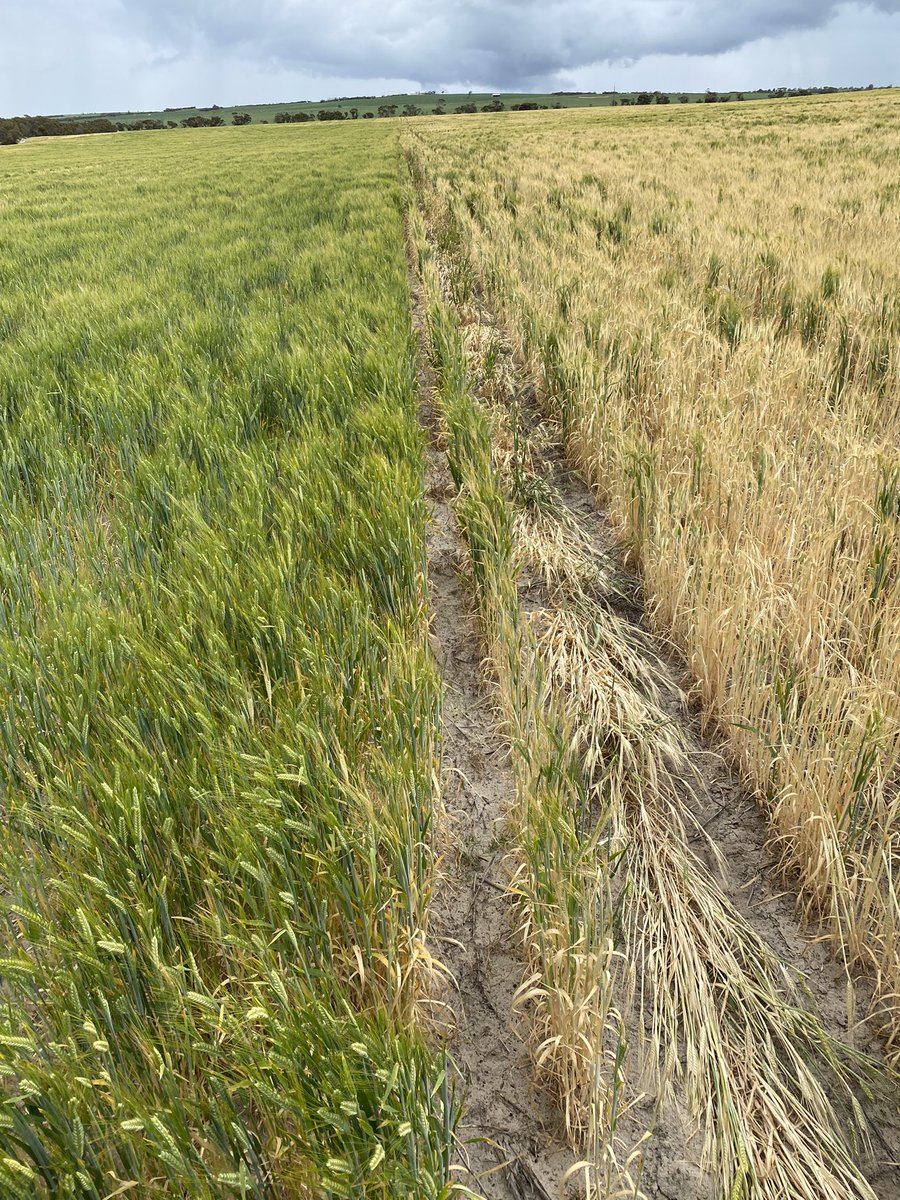 Bednar country showing up , more than double the crop