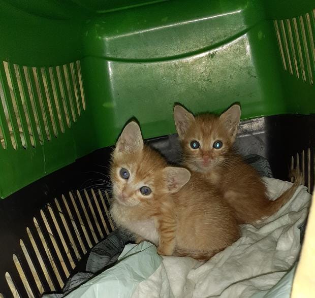 YUVA İLANI! 

 45 günlükler, anneleri hastalanıp öldü. Geçici bir süre için evde bakılıyor. Cinsiyetleri bilinmiyor
 İletişim numarası olarak: 0507 415 64 02