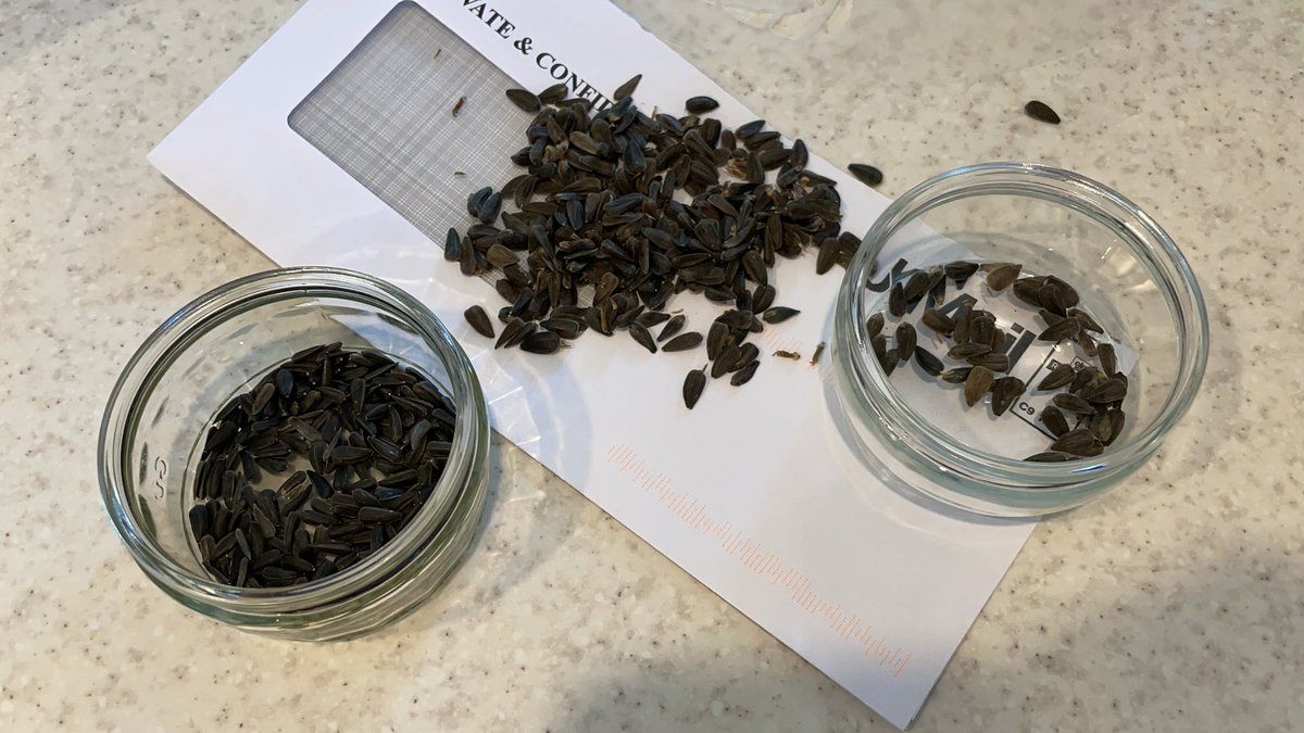 jlaihoward's tweet photo. @TPSGardener I have scooped the seeds out of the sunflowers which bloomed beautifully this summer, wonder how we should keep them ready for next year? (I had some seeds from a shop I put in a tin in the pantry it went mouldy 🥺). Thank you! https://t.co/zIpluGVerh