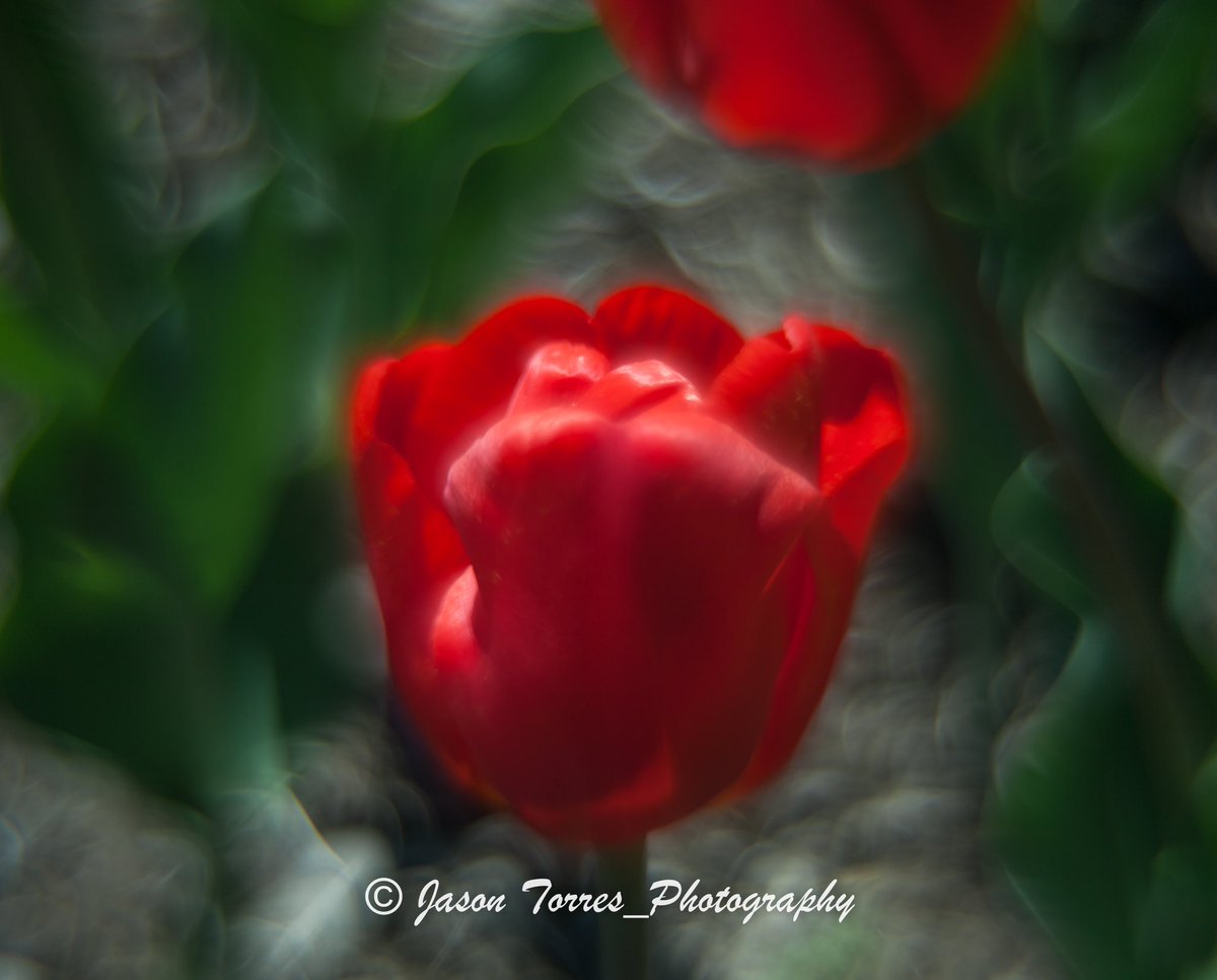 Jason Torres tweet media