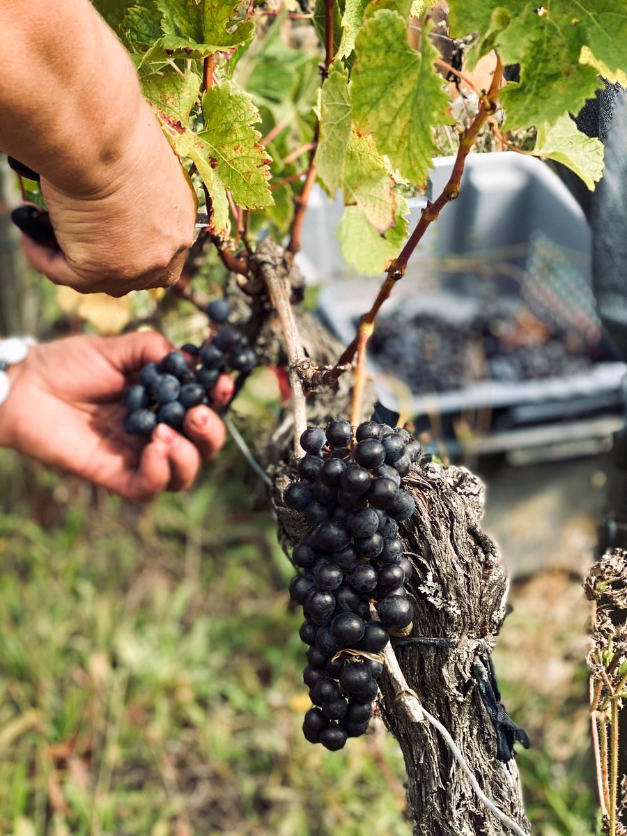 LafonRochet's tweet photo. 🍇 𝐕𝐄𝐍𝐃𝐀𝐍𝐆𝐄𝐒 𝟐𝟎𝟐𝟏⁣
Lancement des vendanges hier, avec les Merlots ! ⁣
—
🍇 𝐇𝐀𝐑𝐕𝐄𝐒𝐓 𝟐𝟎𝟐𝟏 ⁣
Yesterday we started the first harvest of our Merlot plots !
#ChateauLafonRochet #SaintEstephe #vineyard #bordeauxwines #vinsdebordeaux #harvest2021 #vendanges2021 https://t.co/X7pQJnU0tl