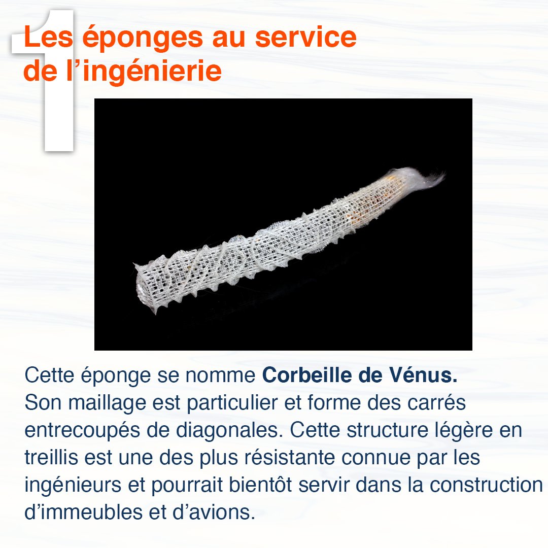 TaraOcean_'s tweet photo. #TARActu 
Retour sur les actualités positives autour de l’Océan et du climat du mois de septembre 🌊

#FondationTaraOcéan #ExplorerEtPartager #Tara #actus #océan #climat #actuspositives https://t.co/LHDlIwt0Lp