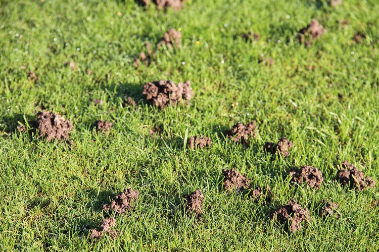 To produce a surface cast, worms must be near the surface. But did you know that drier soil conditions discourage this?

Using cultural techniques to improve drainage, along with products like our ClearCast Green, will help create an environment that's less conducive to worms.