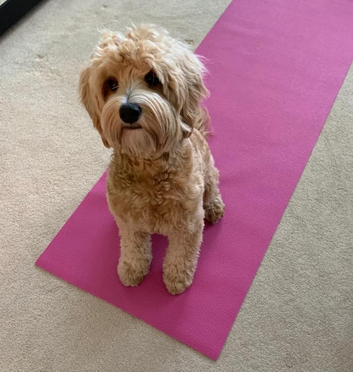 Iggy clearly unimpressed at her humans' attempts at downward dog... 🙆