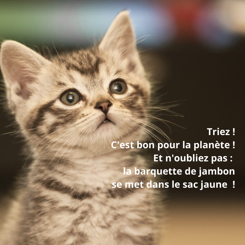 SICOVAD's tweet photo. - Chef, imaginez qu'on fasse un tweet : "si on ne gagne pas 1 000 abonnés, on vide nos bennes dans vos jardins ! Ça serait impactant non ?"
- Les loustics, imaginez que je vous dise "ok, mais vous allez ramasser ensuite. Ça serait marrant non ?"
- bon on publie une photo de chat https://t.co/Px61CrVBbG