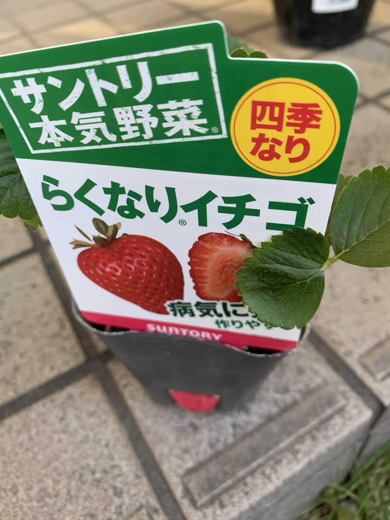 サントリー本気野菜 Twitter Search Twitter