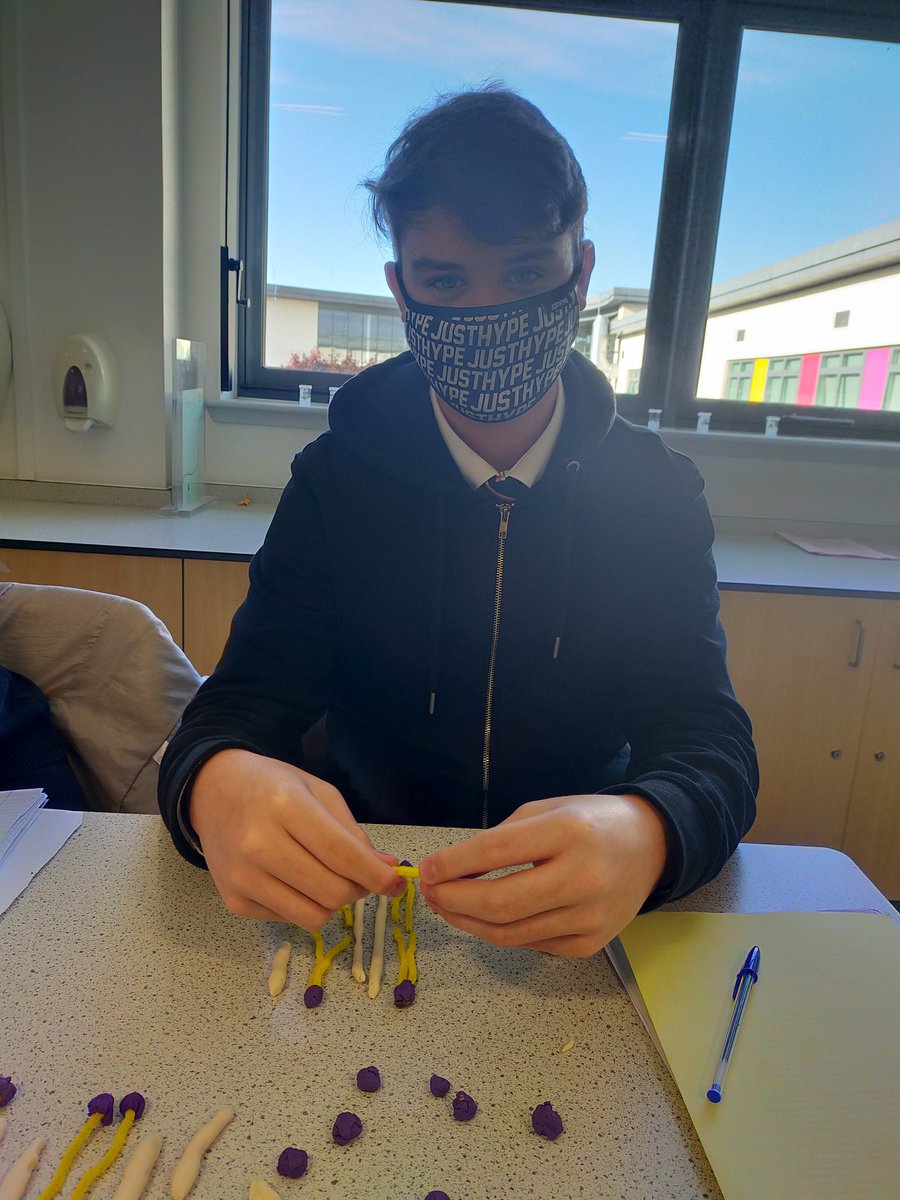 Modelling the cell membrane using pipe cleaners and play dough. #cells