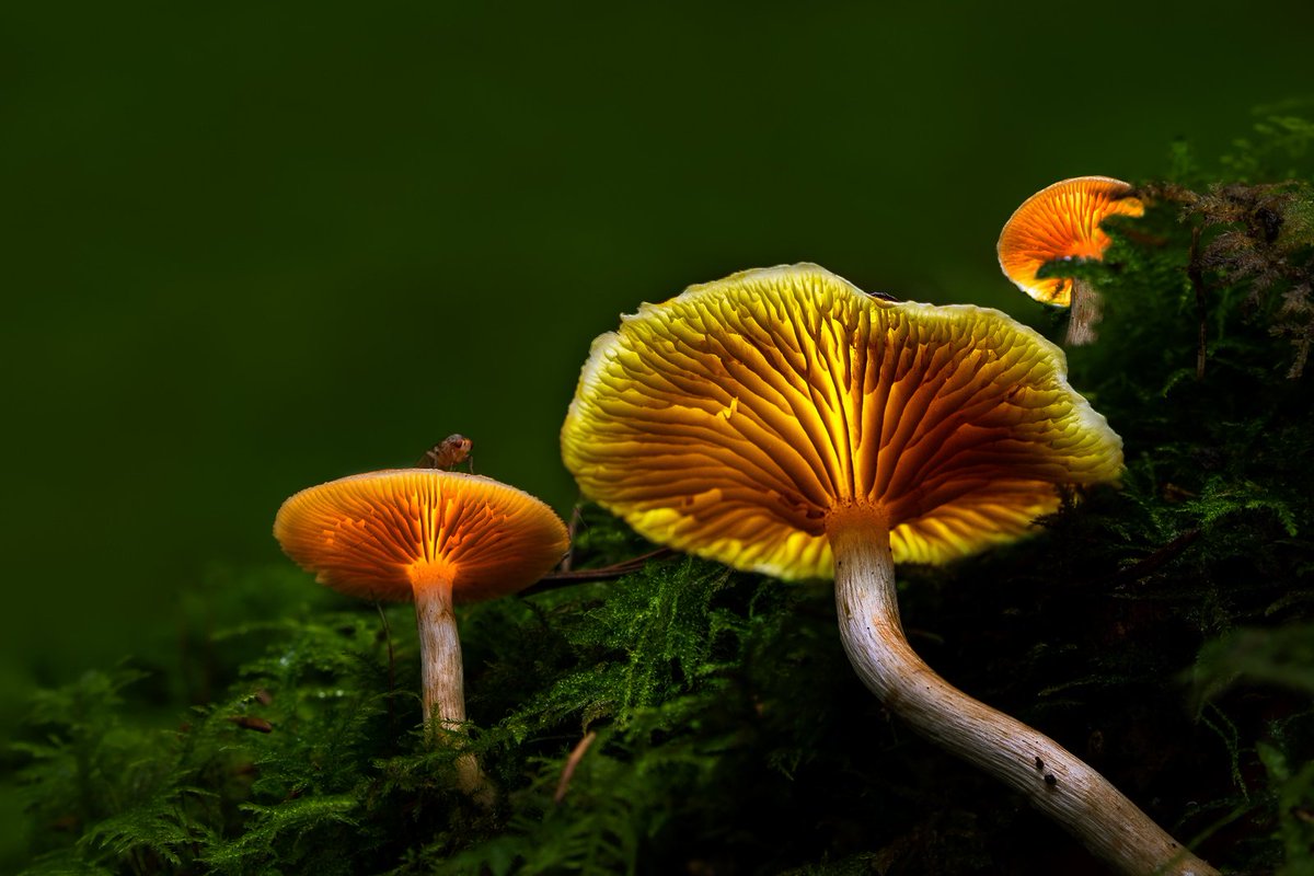 Glow and Shine.
Somewhere in the Forest of Dean.

#ThePhotoHour 
#mushroom #fungi #glow #shine #macro #photography #lightpainting #forest