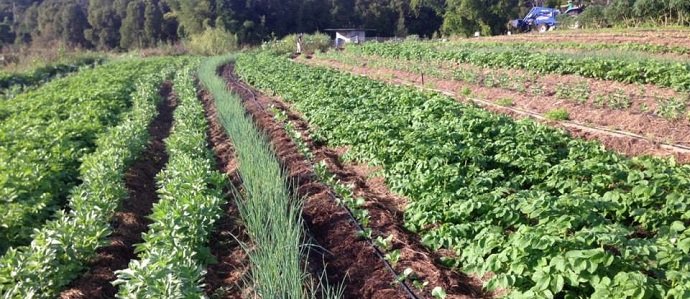 YaltaInitiative's tweet photo. Practices that contribute towards creating agroecological farms include:
👉Crop-rotation;
👉Intercropping;
👉Varietal mixtures;
👉Organic fertilization;
👉Biological control of pests;
👉Integration of natural elements into or around agricultural fields @APG_Agroecology https://t.co/kB7SPhcDdx