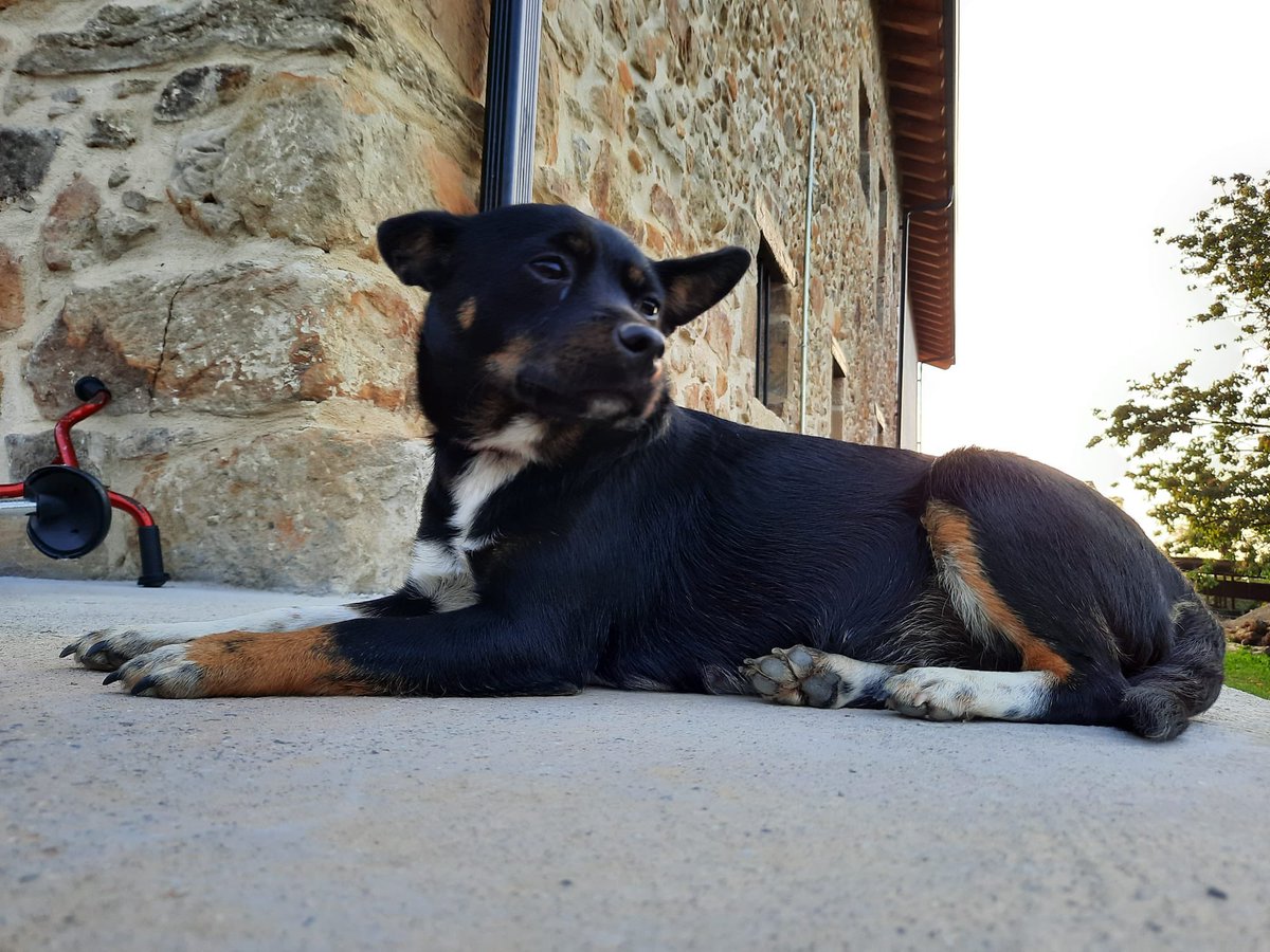 nuriabroquetas's tweet photo. La Maka és la gossa d’una amiga i ha tingut 6 cadellets preciosos. Es donen en adopció responsable un cop es destetin. Són a Bilbao, però a principis de novembre es pot organitzar trasllat a Barcelona. #adoptanocompres #adoptagos #gossos #XarxaBarcelonaAdopcions https://t.co/EjSOzb77N7
