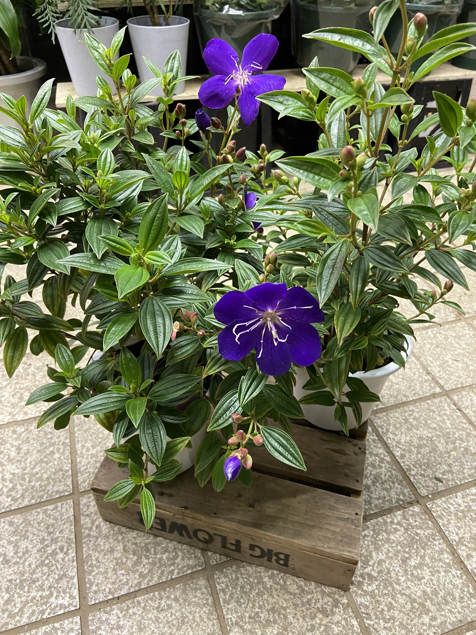 ビックフラワー永福店 ボリュームたっ ぷりのノボタン 濃い紫のお花が秋のお庭を彩ってくれます 耐寒性はそこまでないので 強い霜が当たるような場合は室内で管理しましょう 花のある暮らし ガーデニング 花好きな人と繋がりたい 花が好き