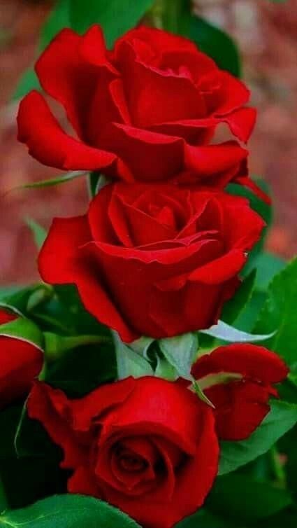 التفاؤل لايعني أنك لن تمرض لن تتعب لن تبكي لن تموت،
التفاؤل يعني أنك تملك الرضا عن كل أقدار الله وتعيشها حامدا شاكراً .