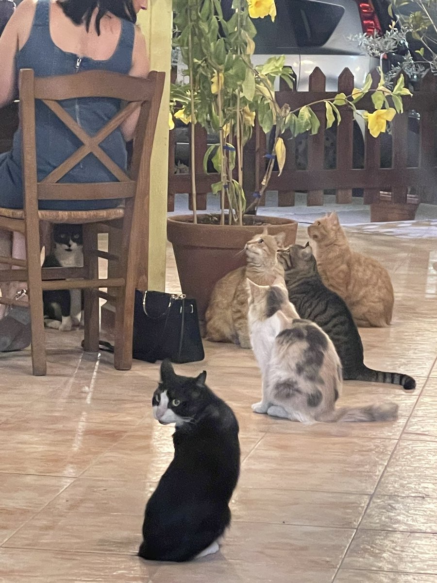 cat_patch's tweet image. How cats in Cyprus get their food.