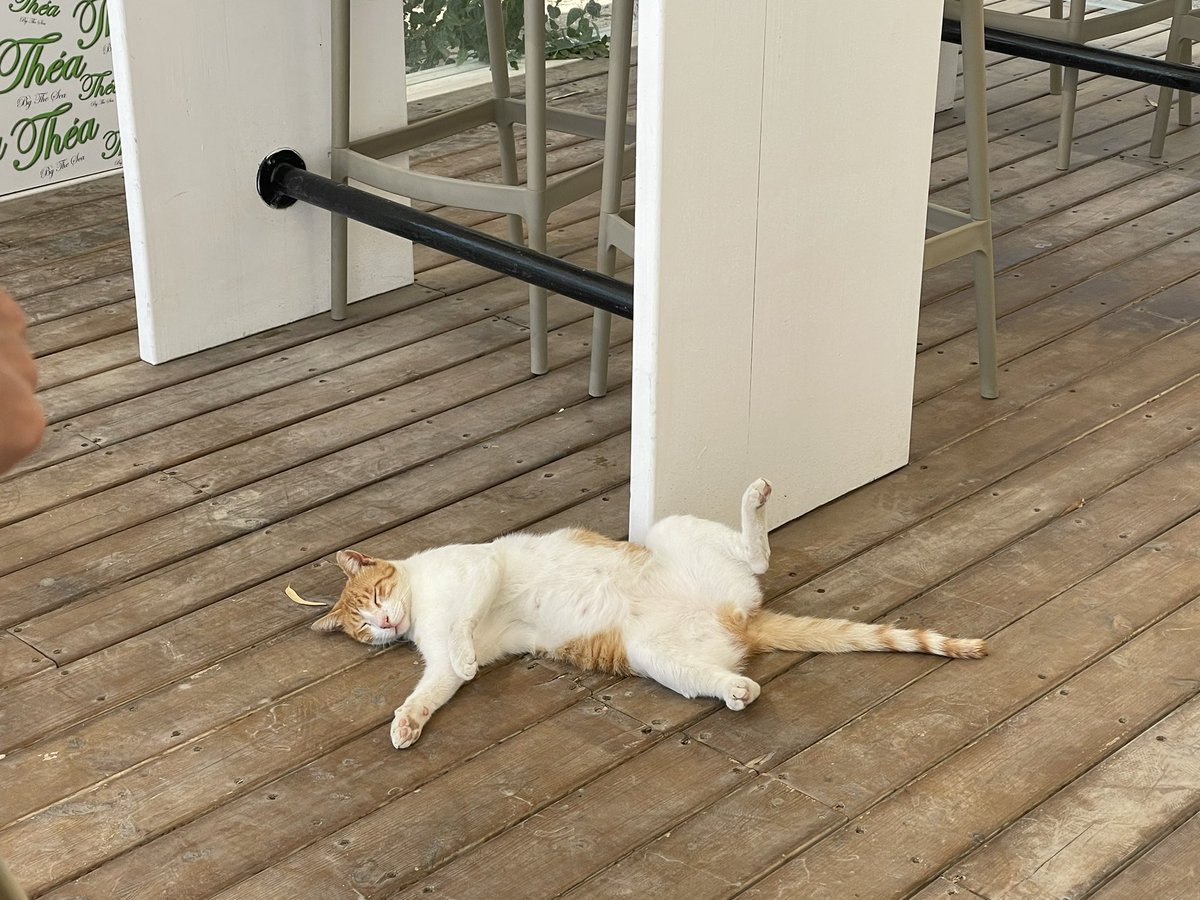 cat_patch's tweet image. How cats in Cyprus get their food.
