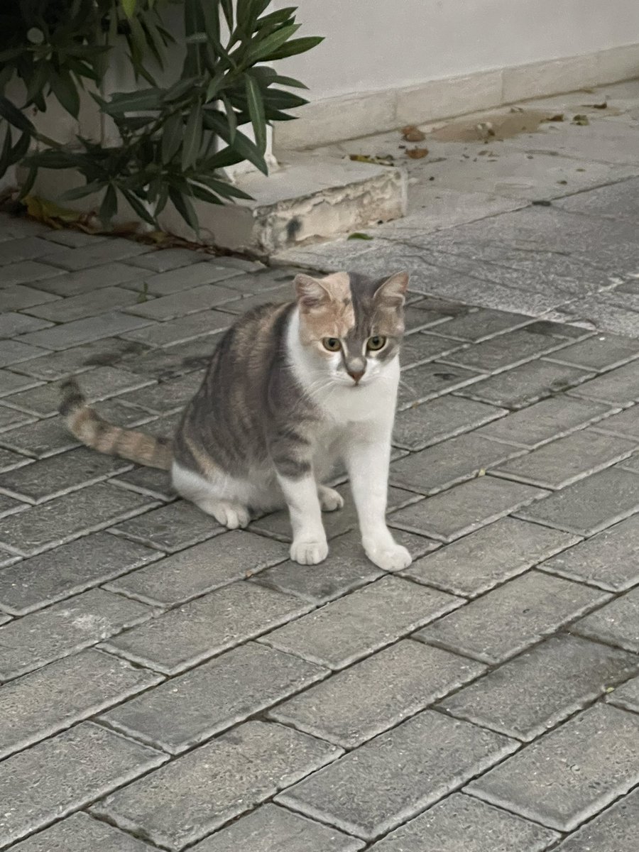 cat_patch's tweet image. How cats in Cyprus get their food.
