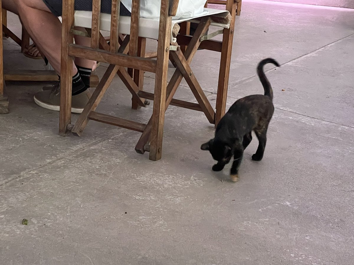 cat_patch's tweet image. How cats in Cyprus get their food.