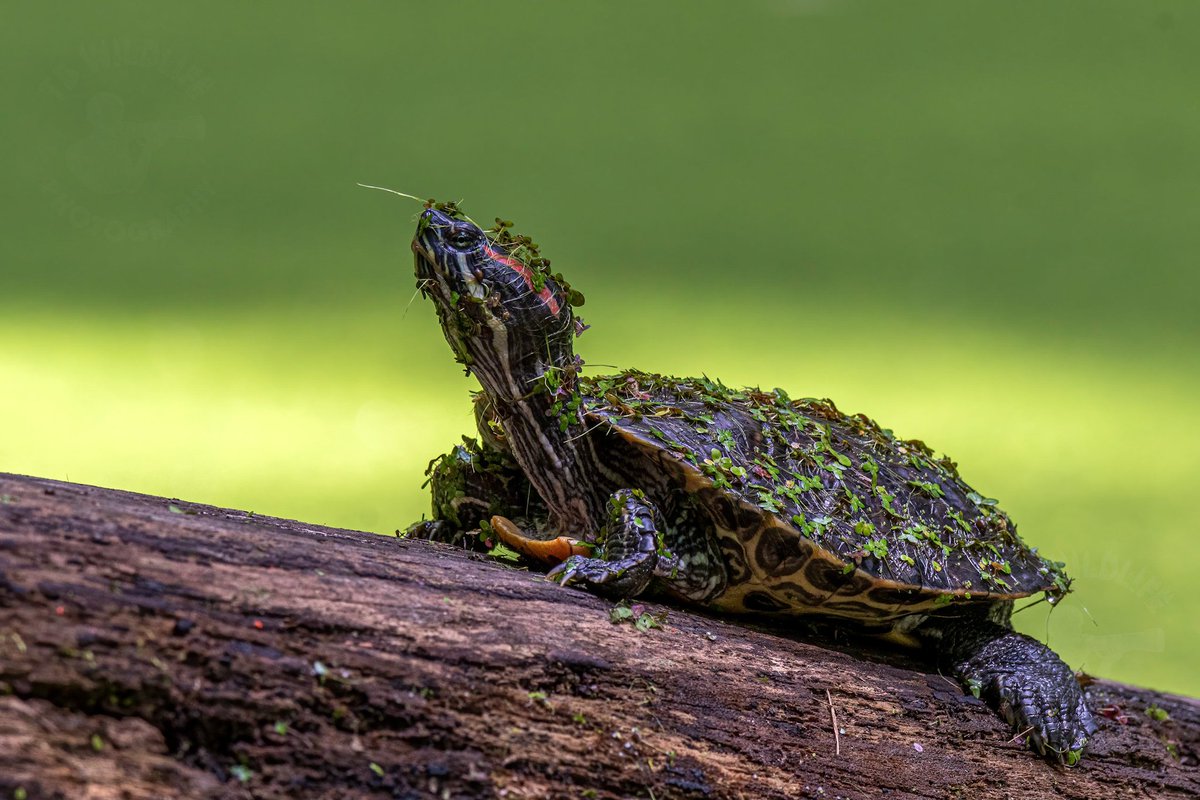 TB Wildlife Photography tweet media